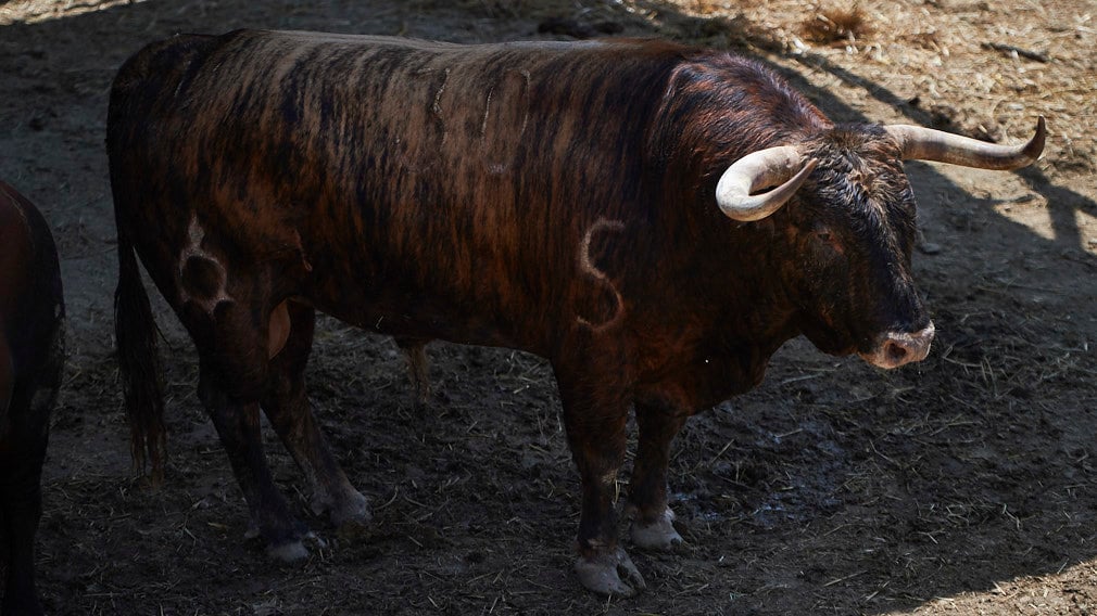Debutan en San Fermín: los toros de La Palmosilla para el 13 de julio se estrenan en los corrales del Gas