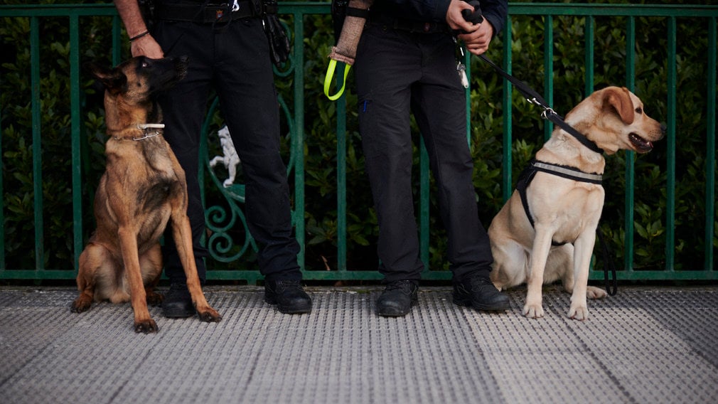 Los agentes de cuatro patas de la Policía Municipal de Pamplona, el azote contra la droga
        