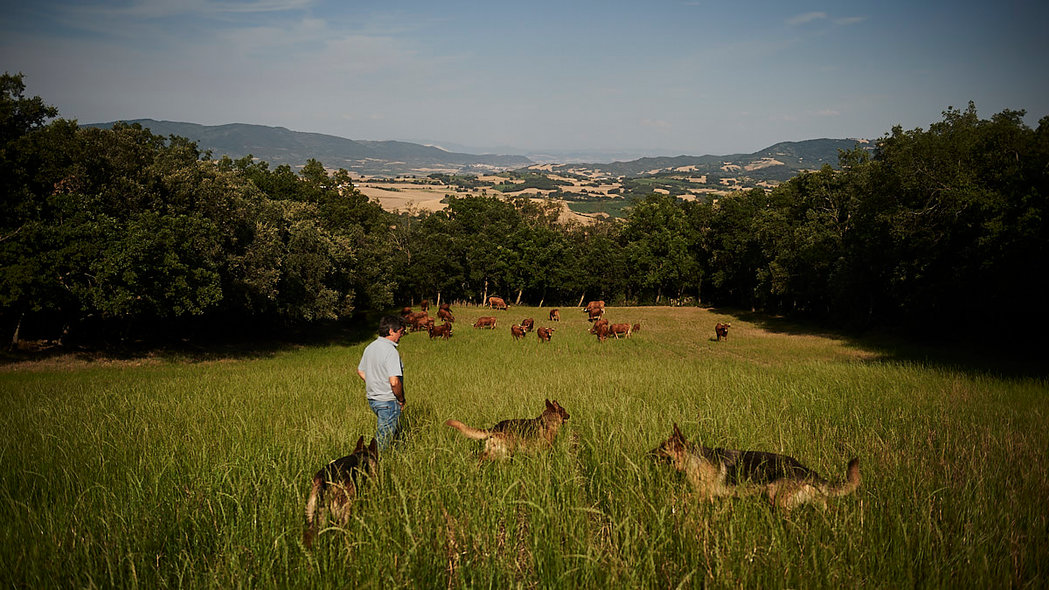 La ganadería de Reta, ante su cita en Francia: un recorrido en imágenes por su finca
