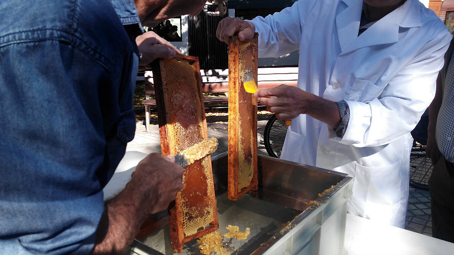 Apicultores extraen la miel de los paneles.