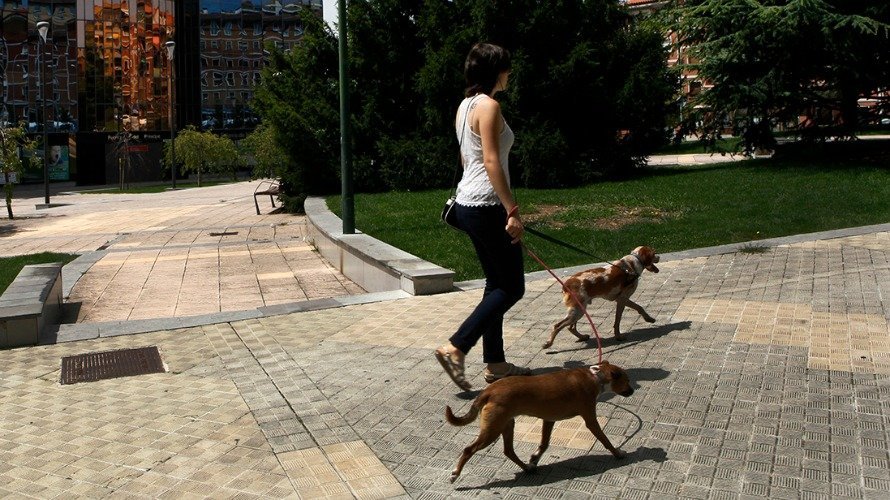 Mujer pasea a los perros en Pamplona.