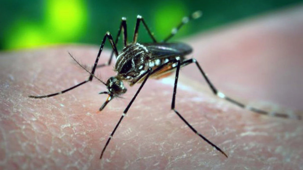 Mosquito portador del virus Zika.