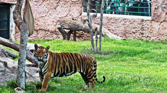 Tigre en un parque de atracciones.