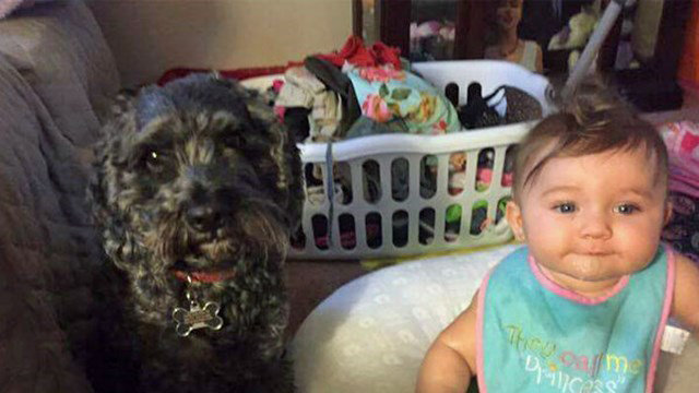 Polo, el perro que murió en un incendio por salvar al bebé de su dueña
