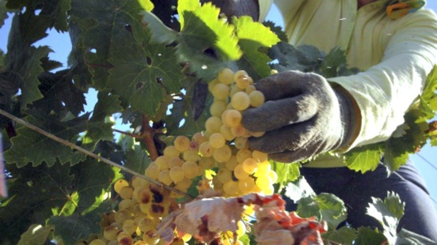 Una persona trabajando en una viña.