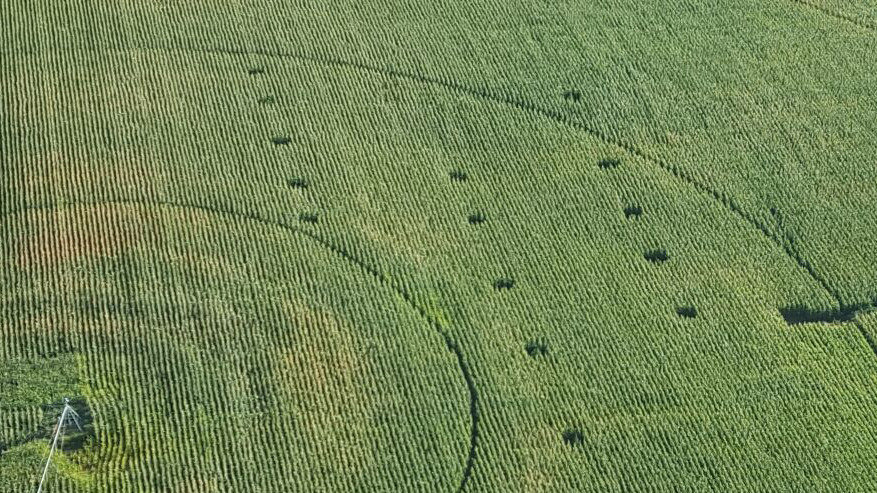 Vista aérea del campo de maíz en el que se han encontrado quince plantas de marihuana