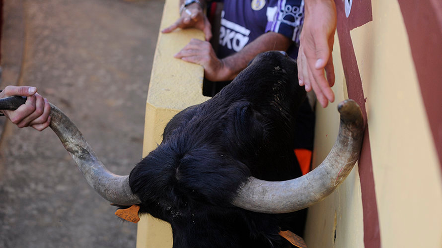 Los animales de El Pincha no defraudan este domingo en Lodosa con un toro ensogado incansable y una vaca saltarina. MIGUEL OSÉS (28)