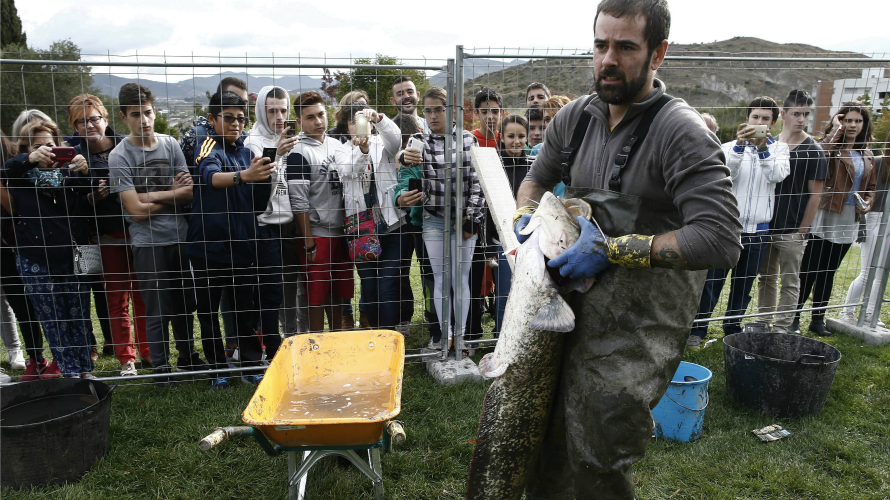 Efectivos de medio ambiente del Gobierno de Navarra retiran las especies piscicolas encontradas en el lago artificial del barrio pamplonés de Mendillorri. EFEJesús Diges