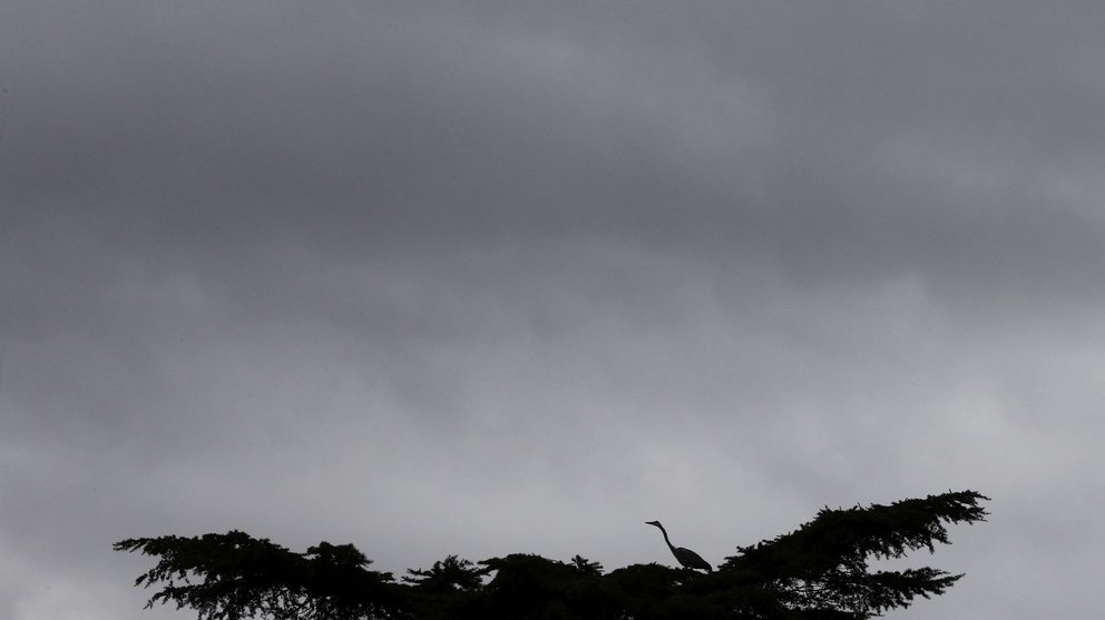 Una garza posada en la copa de un árbol del parque de la Taconera, en Pamplona con un tiempo nublado después de unos días en los que han predominado cielos despejados y bajas temperatutras. EFE/Jesús Diges