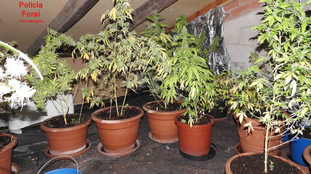 Intervención de la Policía Foral en una vivienda de un municipio de Alto Bidasoa donde se han incautado más de 50 plantas de marihuana. PF