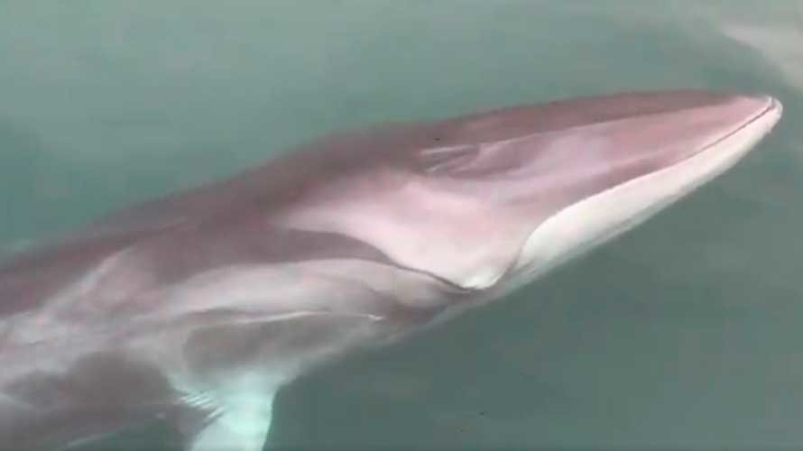Una ballena de 12 metros ha aparecido en el puerto de Guetaria, en el País Vasco.