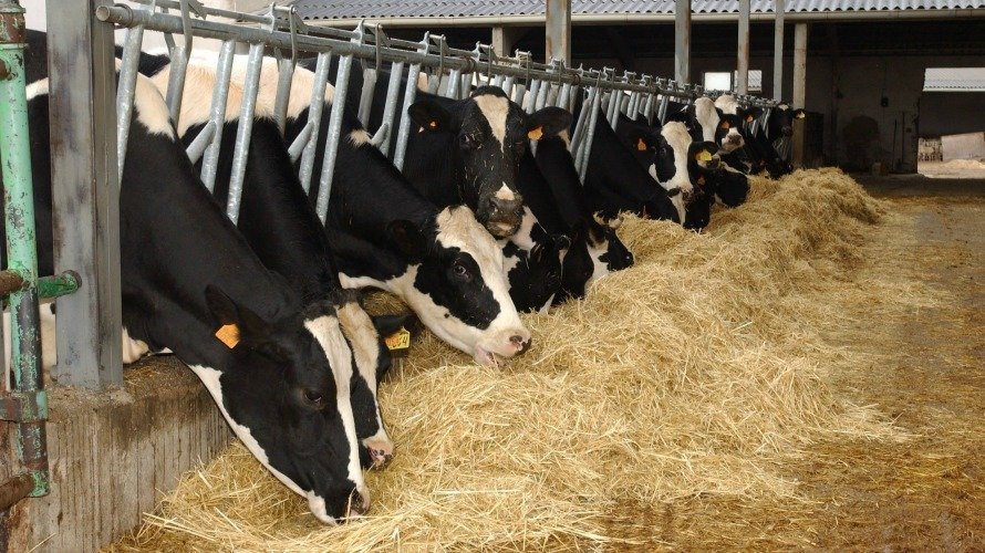 Un grupo de vacas lecheras comiendo pienso en una granja. EFE