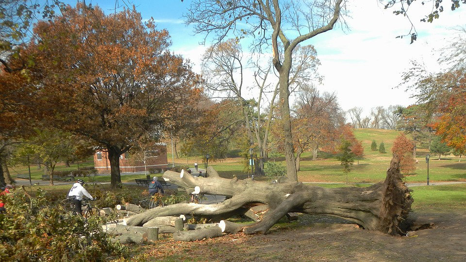 Imagen de archivo de un árbol caído a consecuencia del viento en un parque ARCHIVO