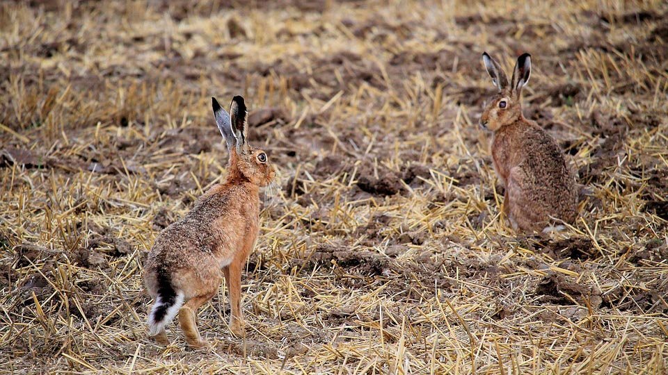 Dos conejos en un campo.