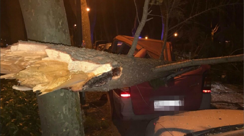 La caída de un árbol destroza un coche en la Taconera de Pamplona. PMUNICIPAL