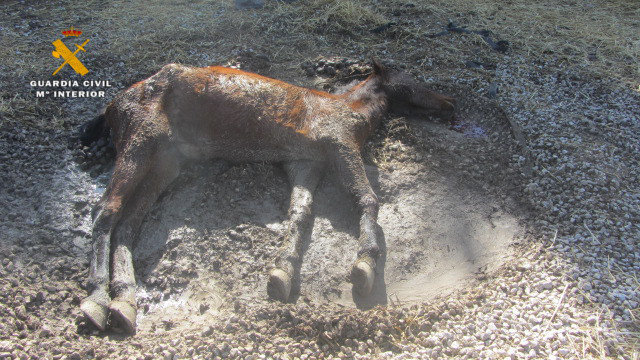 Imagen de una yegua encontrada muerta en una finca en Echauri. GUARDIA CIVIL (1)