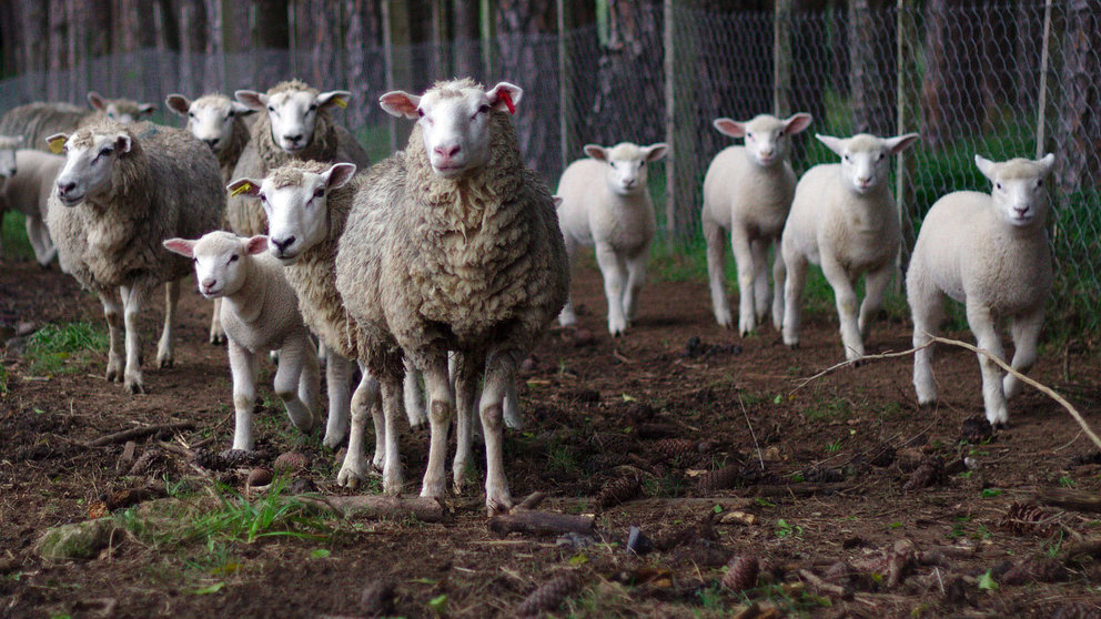 Un rebaño de ovejas (3)