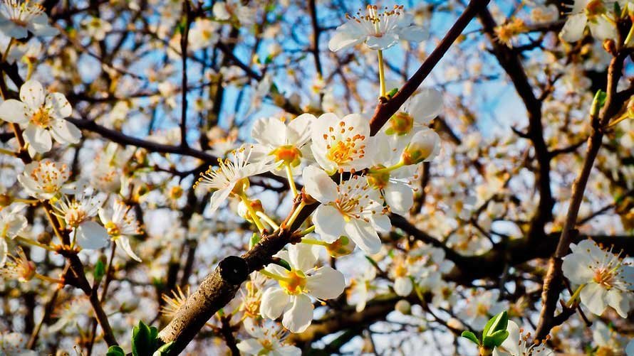 Flores blancas en un árbol con la llegada de la primavera. ARCHIVO