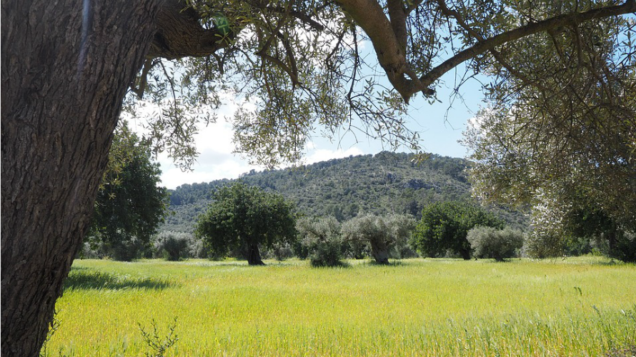 Un olivo en una imagen de recurso. ARCHIVO