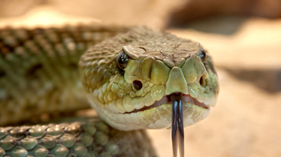 Una serpiente venenosa atacó al padre y a sus dos hijos mientras estaban disfrutando de un picnic en el campo.