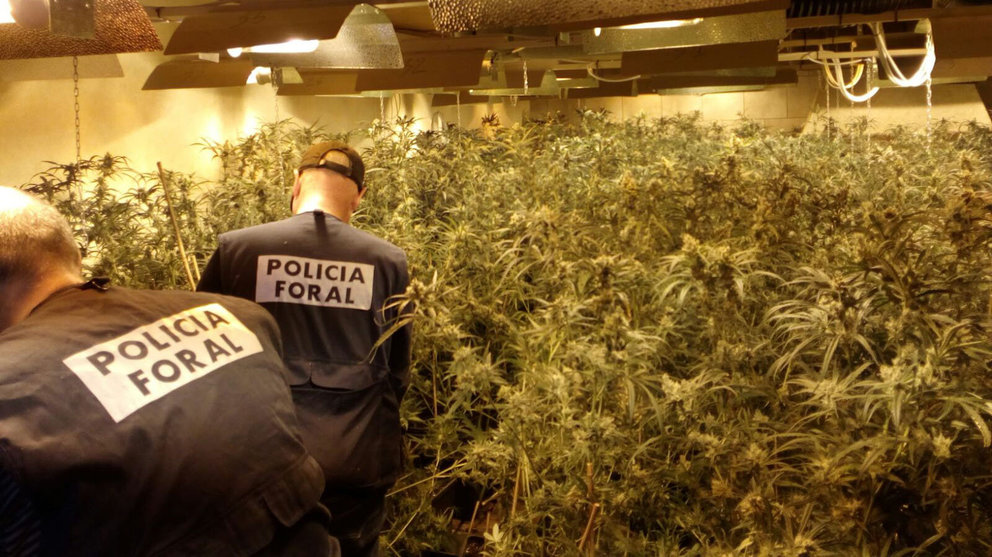 Más de 2.000 plantas de marihuana en Orkoien.
