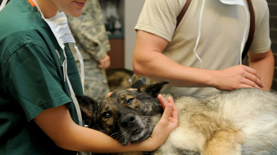 Dos veterinarios atienden a un perro en una clínica.