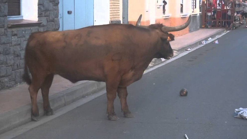 Imagen de un toro capón en una suelta de reses bravas durante las fiestas populares de Navarra