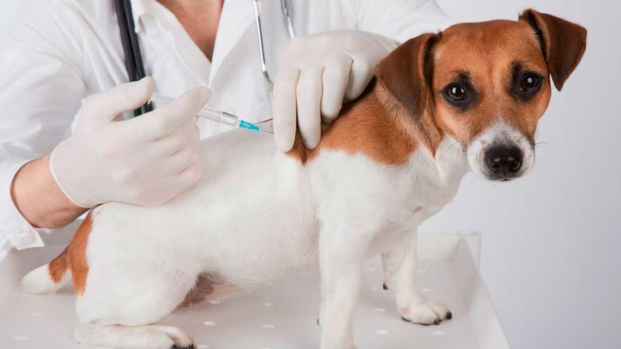Vacunación antirrábica a un perro pequeño. ARCHIVO