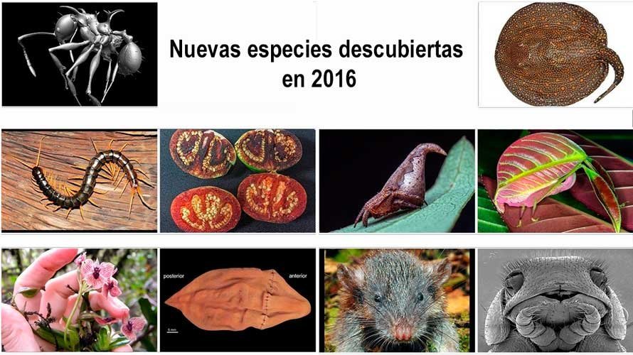 Nuevas especies animales y vegetales descubiertas en el año 2016. EP