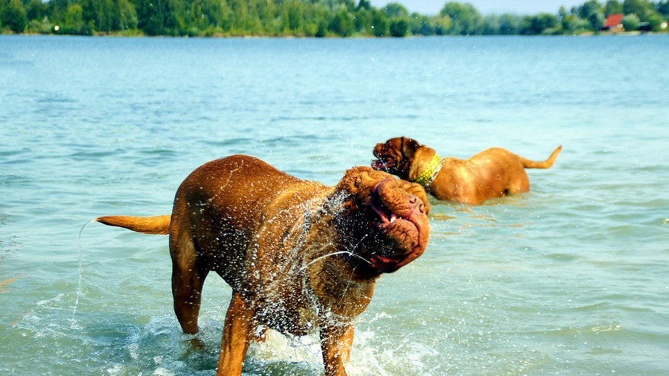 Imagen de varios perros dándose un chapuzón en el agua