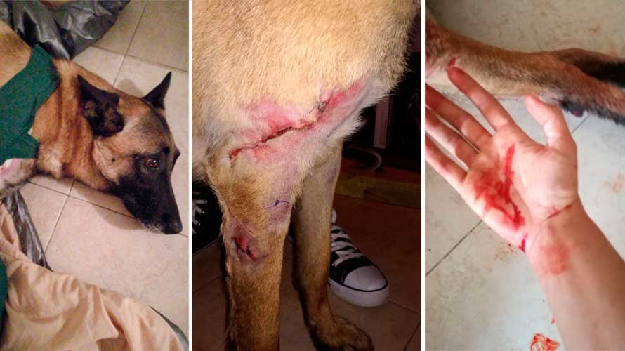 El perro Conan tras ser atacado por varios perros y la mano de su dueña tras el ataque. NAVARRA.COM