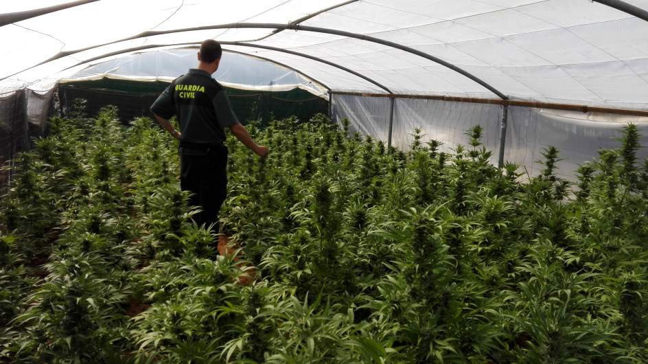 Imagen de un agente de la Guardia Civil en un invernadero que escondía una plantación de marihuana ARCHIVO EUROPA PRESS