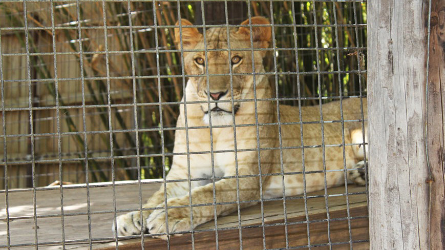 Imagen de un león en una jaula ARCHIVO