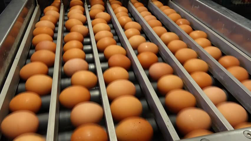 Una cinta con huevos preparados para su distribución y venta ARCHIVO