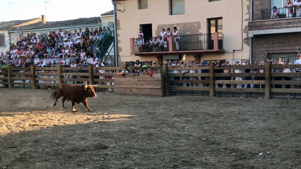 Un novillo en la plaza de toros de Mélida durante las fiestas de julio de este mismo año