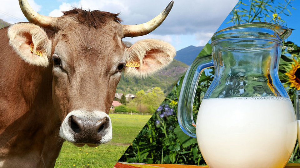 La leche española, libre de toxinas