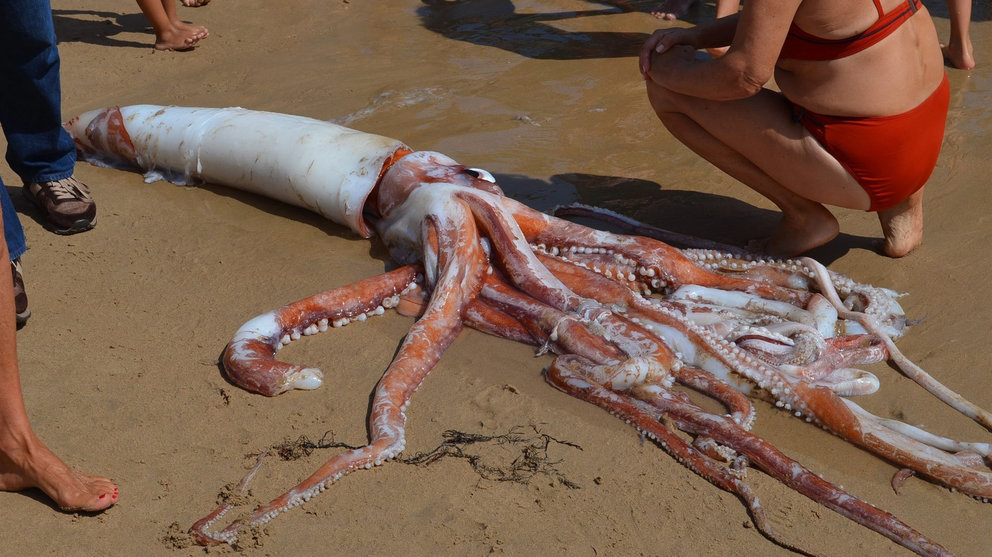Imagen del calamar de cinco metros hallado en Asturias