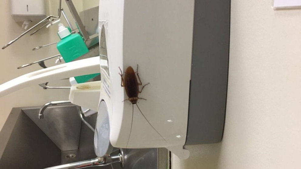 Cucaracha en el lavabo de cirujanos del Hospital Gregorio Marañón de Madrid TWITTER