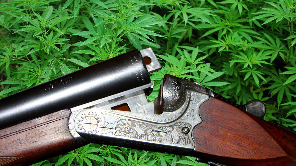 Una escopeta y varias plantas de marihuana