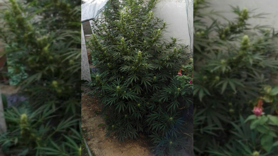 Plantación de marihuana halladapor parte de la Guardia Civil  en un domicilio en Caparroso IMÁGENES CEDIDAS