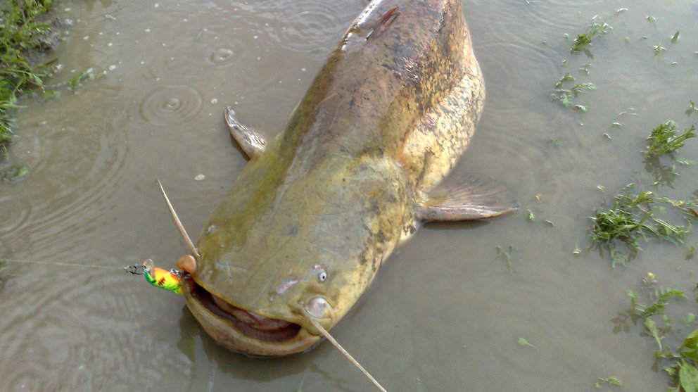 Imagen de un siluro de grandes dimensiones pescado en un río ARCHIVO