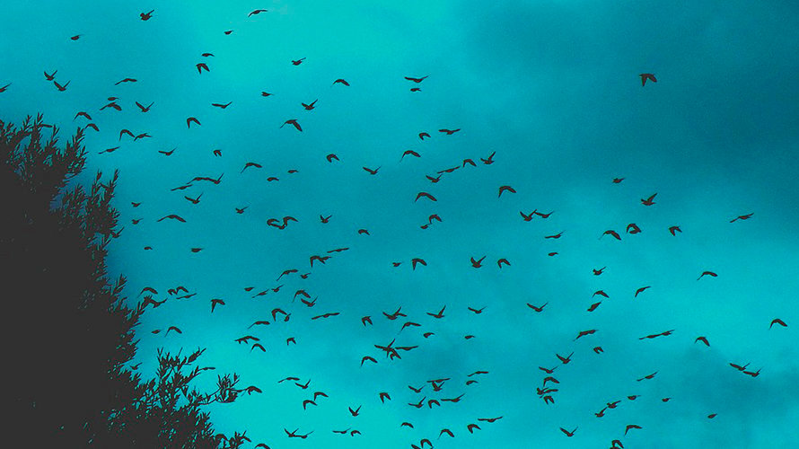 Cientos de pájaros sobrevuelan el cielo en una imagen de archivo
