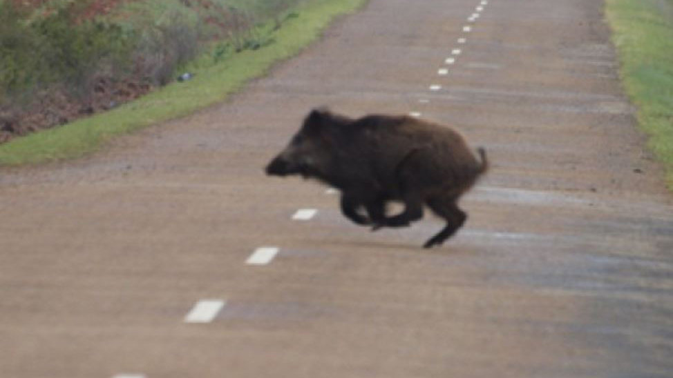 Un jabalí atraviesa corriendo una carretera Foto TWITTER