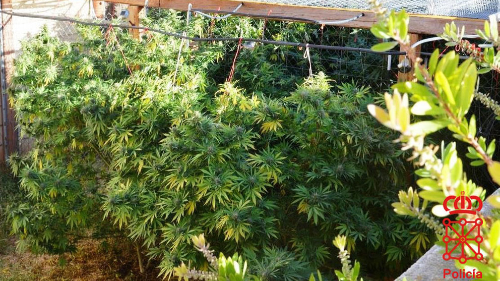 Plantas de marihuana incautadas a un vecino de Cintruénigo en su vivienda POLICÍA FORAL