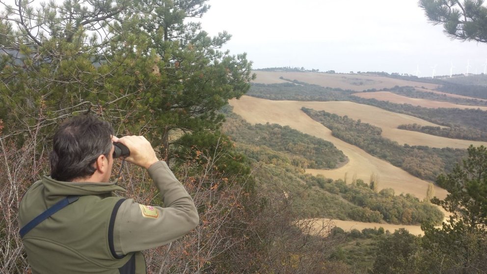 Un guada forestal observa a través de unos prismáticos en el primer día de apertura de la veda general de caza GUARDERÍO FORESTAL