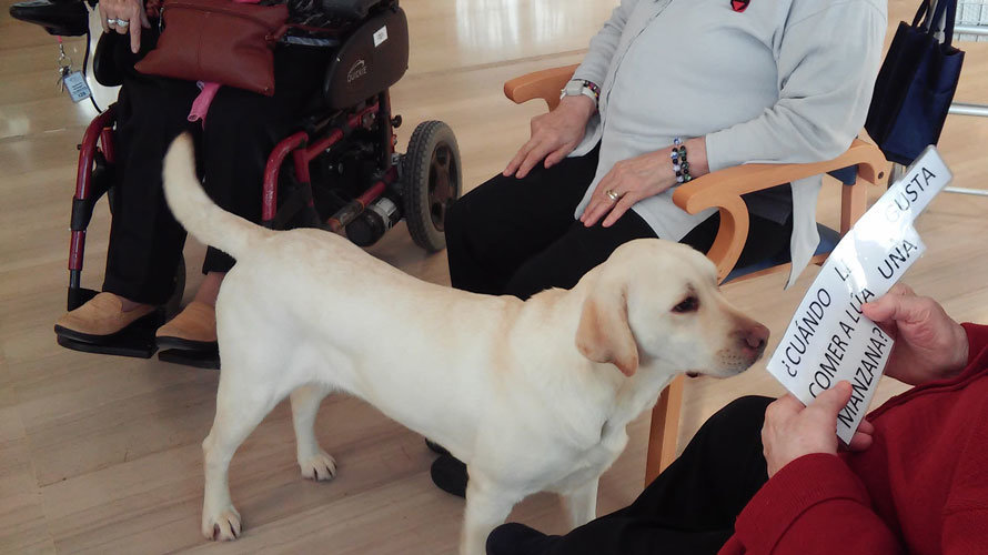 Uno de los perros realiza una actividad junto a un grupo de personas mayores de una residencia de Pamplona. CEDIDA