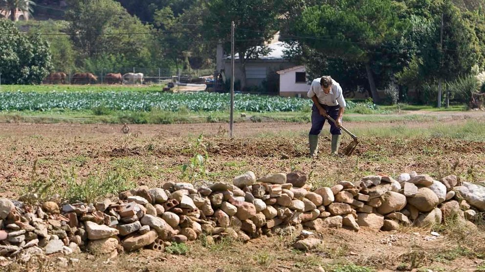 Un agricultor trabaja con una azada LA CAIXA EP