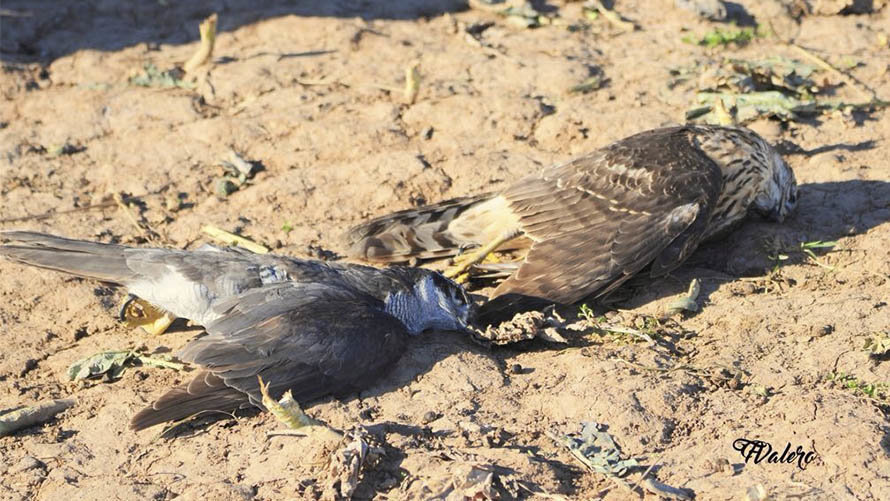 Las aves rapaces que han sido encontradas muertas