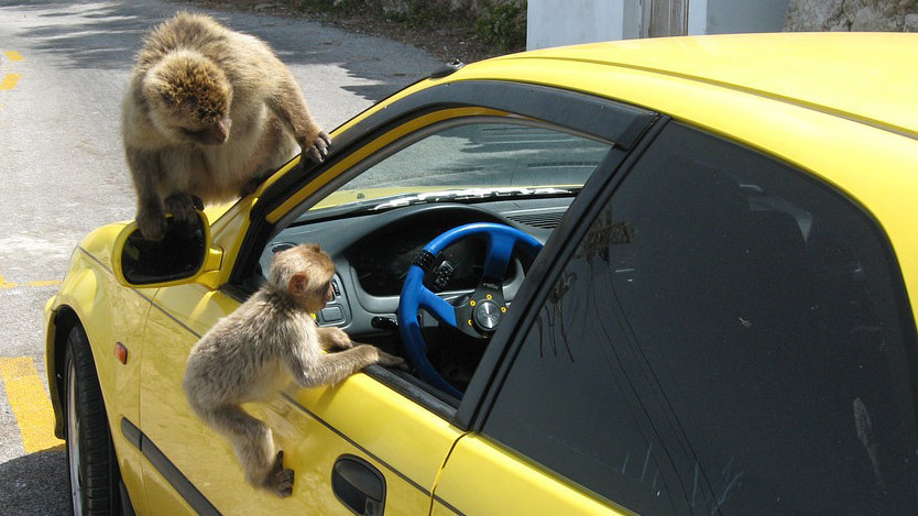 Imagen de varios monos encaramados a un coche ARCHIVO