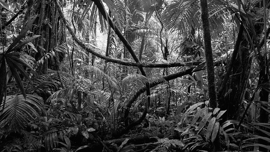 La novela 'República luminosa', de Andrés Barba, transcurre en una localidad tropical cercada por un gran río y una selva asfixiante.